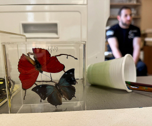 Art Therapy: Wounded Artsakh War Vet Turns to Moths