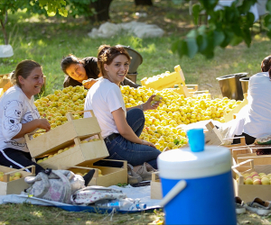 Harvesting Apricots in Armenia