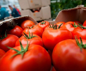 ՌԴ գյուղմթերքի ներմուծման սահմանափակում ունեցող 16 ընկերություններից 1-ի համար սահմափակումը կվերացվի. ՍԱՏՄ