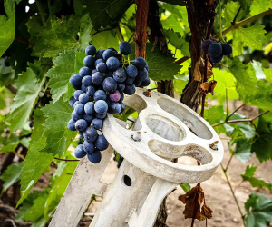 Ուկրաինացի գինեգործները պատժամիջոցներ են խնդրում Հայաստանի և Վրաստանի համար