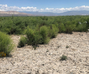 Աղակալած հողերի հարցը դուրս է պետական մարմինների տեսադաշտից․ հողերի վերականգնման ծրագրեր չկան