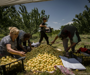 Ծիրանի բերքահավաք (լուսանկարներ)