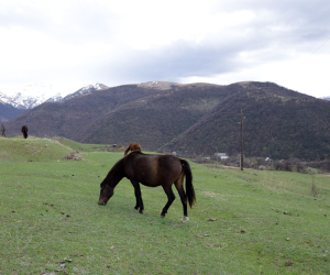 Փամբակի ավագանին Քարաբերդի ոսկու հանքավայրի ուսումնասիրությանը նախնական համաձայնություն է տվել. Վանաձորը կարող է փոշու մեջ կորչել