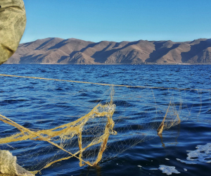 Ձուկ, ձկնորս, քրէականացում. նօթեր Սեւանայ լիճէն (մաս երկրորդ)