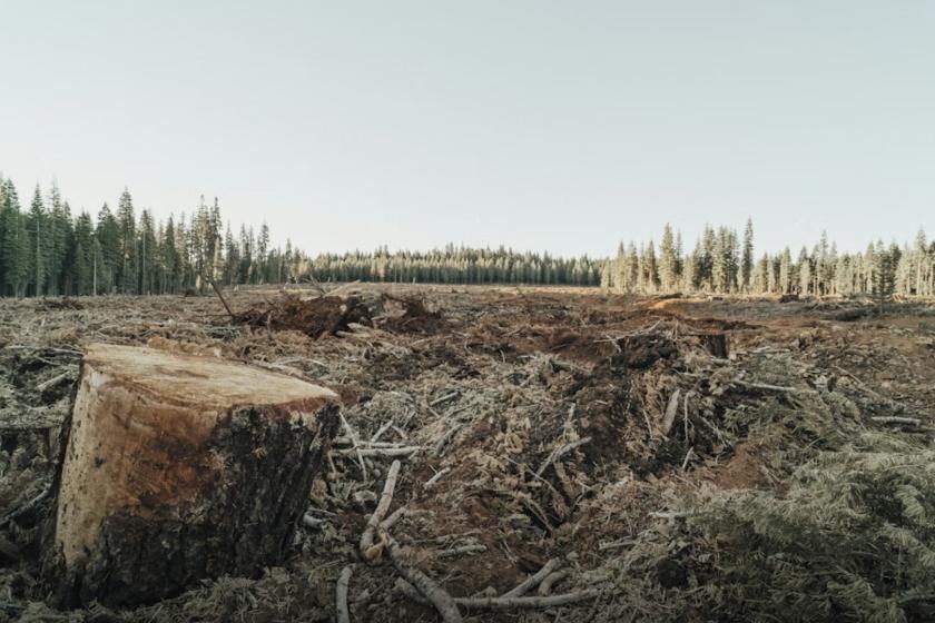 Ապօրինի ծառահատման դեպքերը չարձանագրելու դիմաց «Հայանտառ» ՊՈԱԿ-ի պաշտոնատար անձինք կաշառք են ստացել