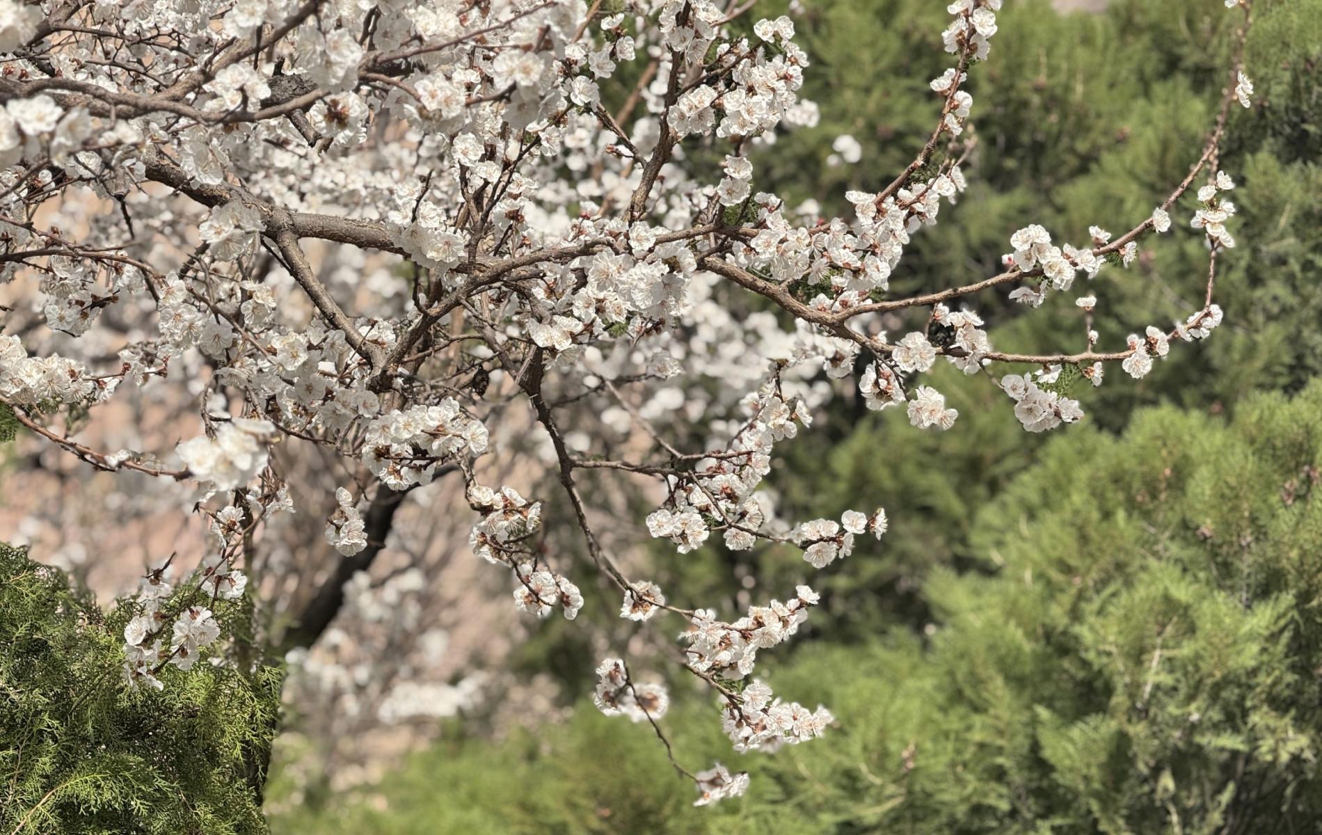 Սպասվում են տեղումներ