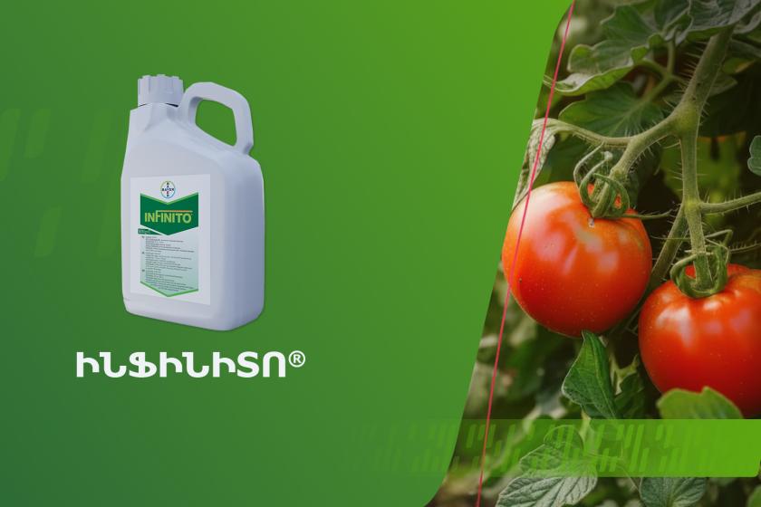 Ինֆինիտո՝ նորարարական ֆունգիցիդ ձեր առողջ և առատ բերքի համար