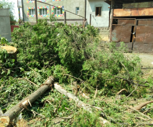 Մոլդովական փողոցում ապօրինի ծառահատումների դեպքով ԲԸՏՄ-ն հաղորդում է ներկայացրել Քննչական կոմիտե