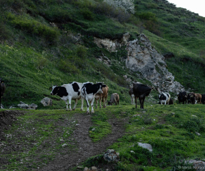 Սպասվում է առանց տեղումների եղանակ