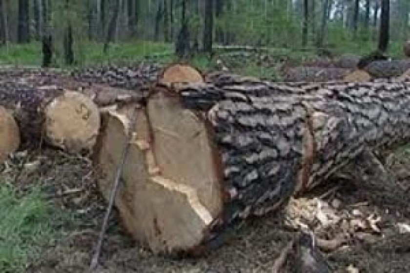 Forestry Officials Charged with Embezzlement