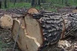 Forestry Officials Charged with Embezzlement
