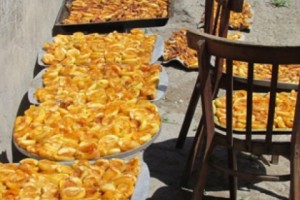 Curtailed Apricot Crop Leaves Villagers Financially Vulnerable