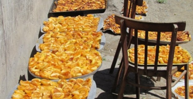 Curtailed Apricot Crop Leaves Villagers Financially Vulnerable