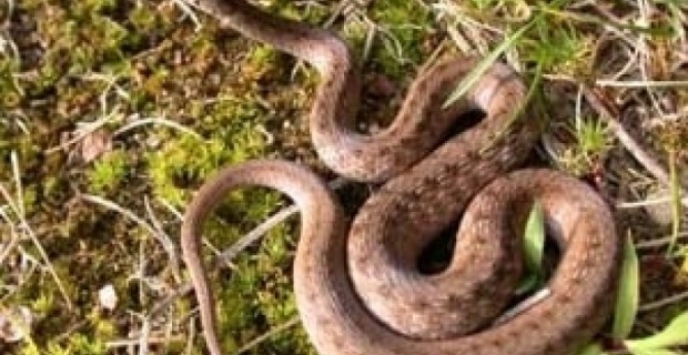 Թունավորվել են օձի խայթոցից եւ դեղից