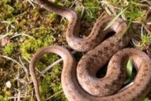 Թունավորվել են օձի խայթոցից եւ դեղից
