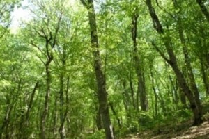 Can the Private Sector Better Manage Armenia's Dwindling Forests?