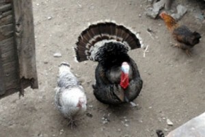 Նորօրյա պանիկովսկիները