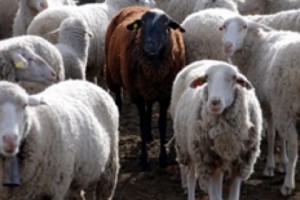 Կայծակի հարվածից սատկել է 7 ոչխար