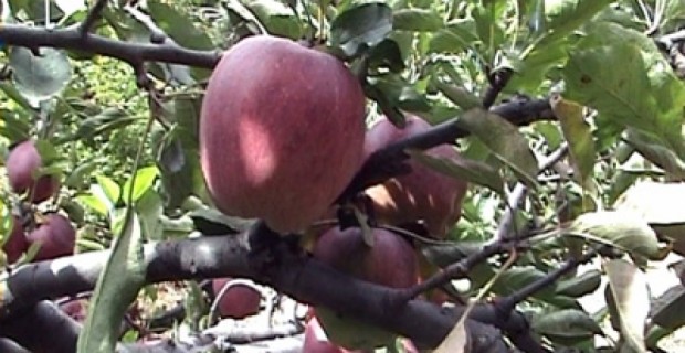 Այրվել է 10 պտղատու ծառ