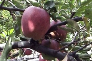 Այրվել է 10 պտղատու ծառ