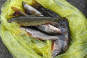 Debed River Fish: Risky Eating but the Poor Have Few Options