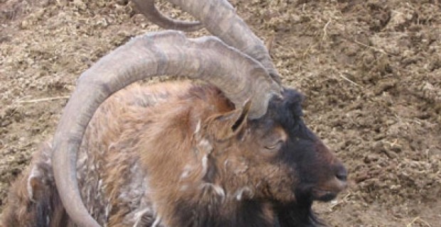 В Сюнике браконьеры убили двух безоаровых козлов