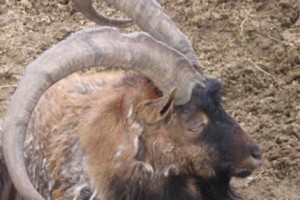 В Сюнике браконьеры убили двух безоаровых козлов