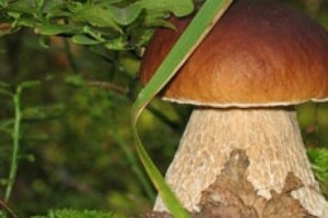 Լուսինեն ու Եվգենյան թունավորվել են սնկից