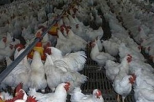 Ներդրումային ծրագիր է իրականացվում նաև Նուբարաշենում. խոստանում են 90 
աշխատատեղ բացել