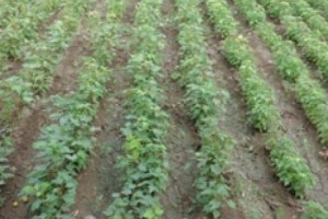 Armenia Tree Project Begins Propagation of Rare and Endangered Species