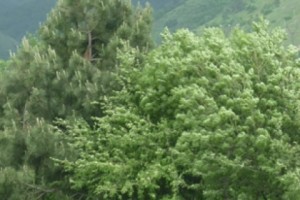 More Than 600 Evergreen Trees to Be Planted in Yerevan Tomorrow