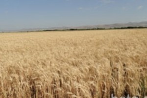 Ցորենի էլիտար սերմնացուն այսուհետ կհատկացվի 5 և ավելի հեկտար ունեցողներին
