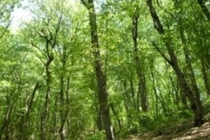 Requiem for Armenia's forests