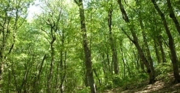 Requiem for Armenia's forests - 2