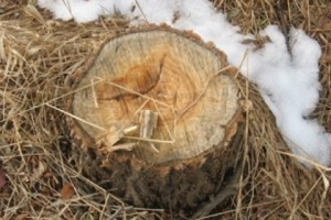 Հատել են 16 լորենի, 8 կաղնի, 2 թխկի և 3 բոխի
