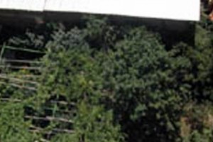 More trees cut down in Yerevan