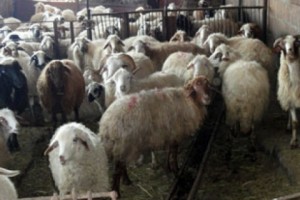 Գողն օր տնից կեղնի, եզն երդկեն կհանեն