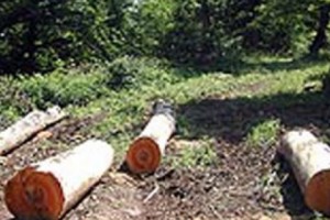Ecological Changes Cause Disease
