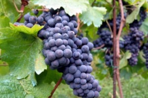 Ջրաշենում այրվել է խաղողի այգի