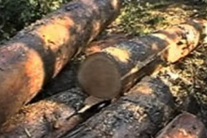 Pine Forest Destruction in Gyulagarak
