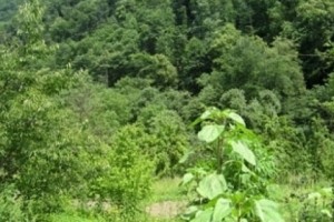 600 Hectares of Forest Under Threat