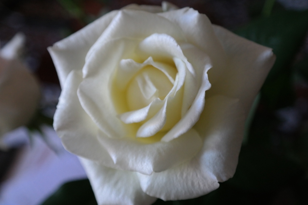 Rose Garden 8.JPG (234 KB)