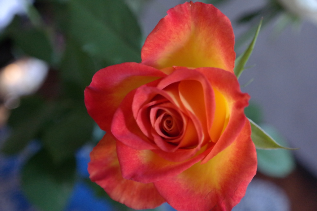 Rose Garden 9.JPG (250 KB)