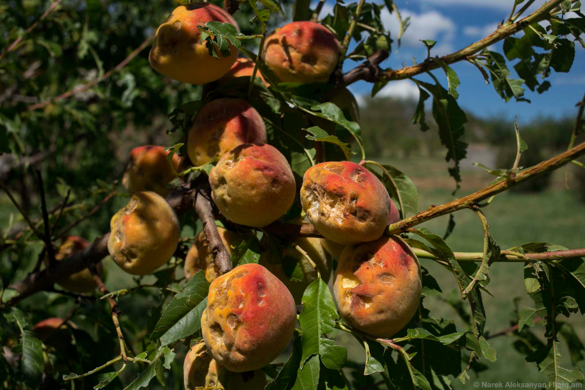 Урожайность персика. Яблоко побитое градом. Деформация плодов персика. Сбор урожая персиков. Персик урожайность.