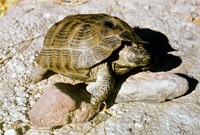 06_07-teghut-5