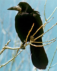 06_07-teghut-6