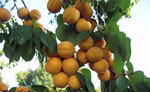 22_07-apricot-2