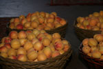 apricot