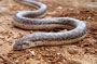07-08-Snake