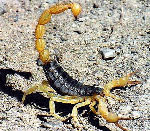 07-08_scorpion